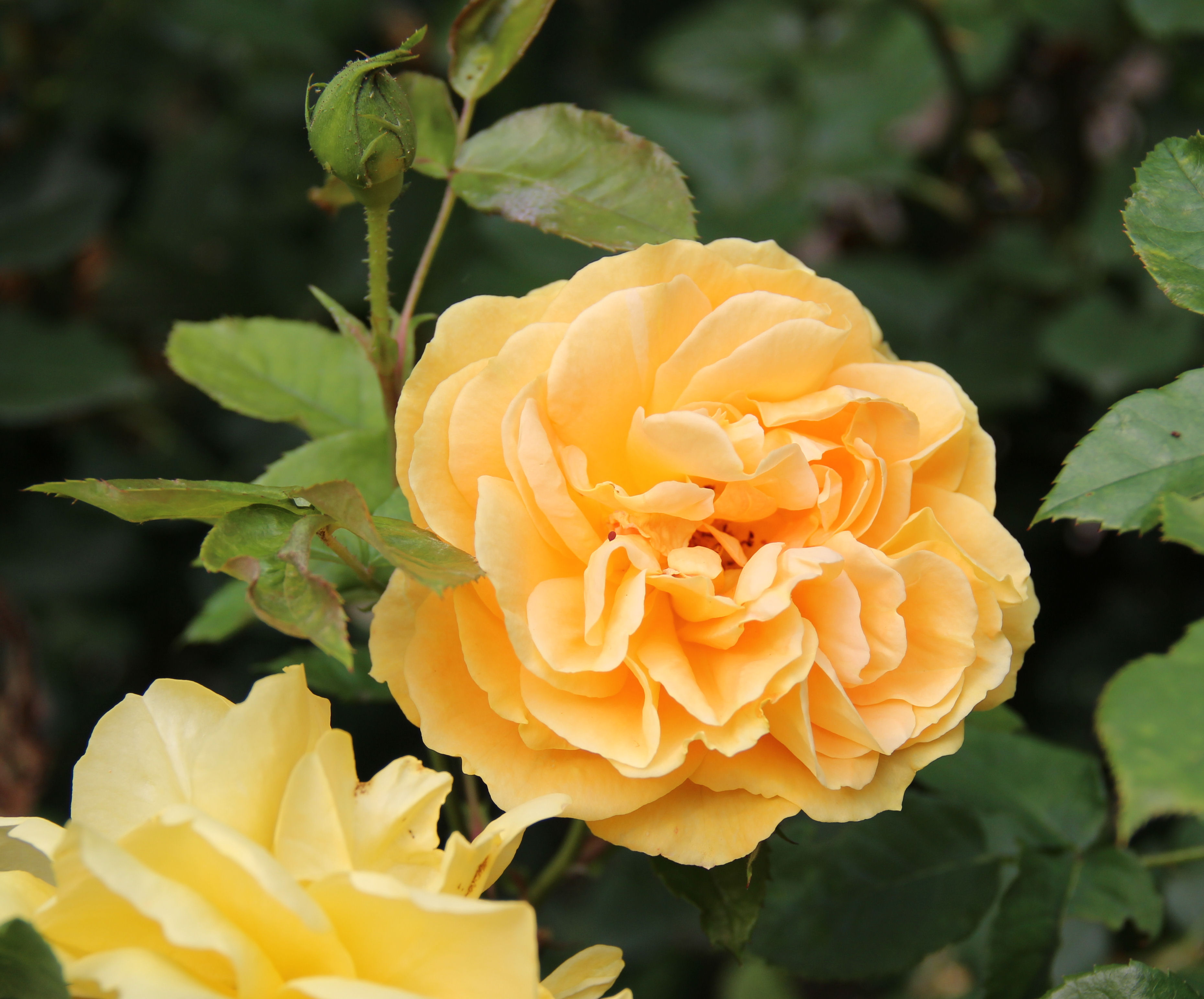 AMBRA ROSATA